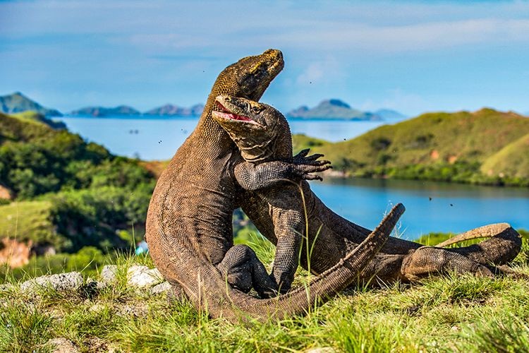 Masih Ada Komodo Liar di Pulau Padar?